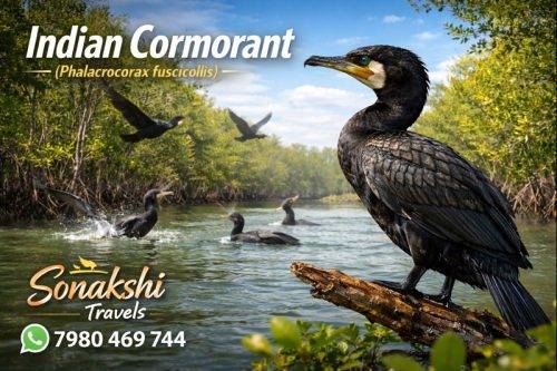 Indian-Cormorant-Phalacrocorax-fuscicollis