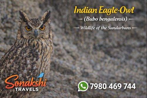 Indian-Eagle-Owl-Bubo-bengalensis