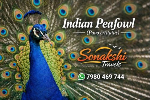 Indian-Peafowl-Pavo-cristatus