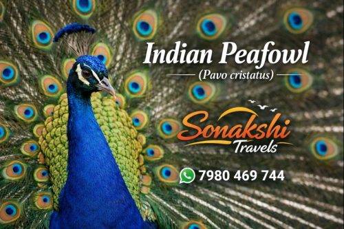Indian-Peafowl-Pavo-cristatus (1)