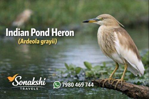 Indian-Pond-Heron-Ardeola-grayii