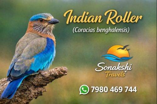 Indian-Roller-Coracias-benghalensis