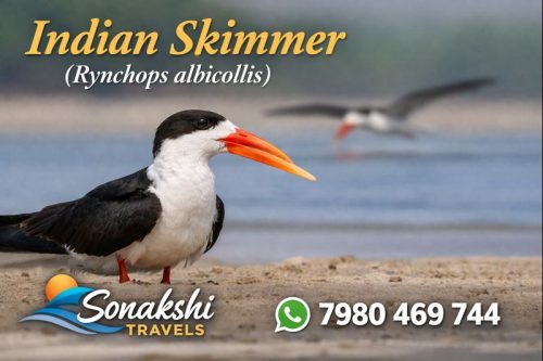 Indian-Skimmer-Rynchops-albicollis