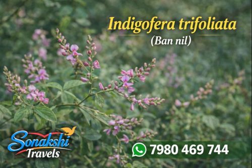 Indigofera-trifoliata-Ban-nil