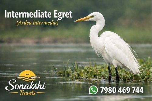 Intermediate-Egret-Ardea-intermedia
