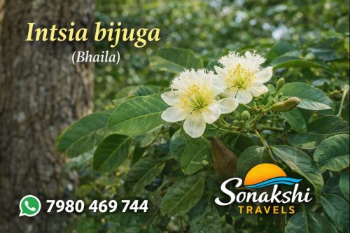 Intsia-bijuga-Bhaila