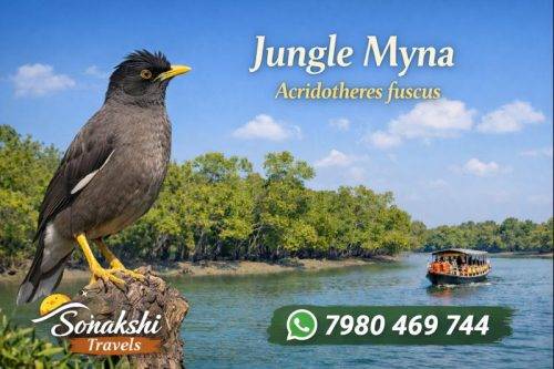 Jungle-Myna-Acridotheres-fuscus