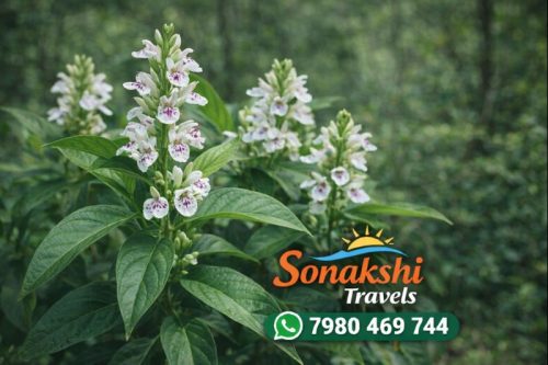 Justicia-adhatoda-Bashak