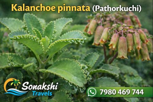 Kalanchoe-pinnata-Pathorkuchi