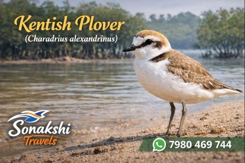 Kentish-Plover-Charadrius-alexandrinus