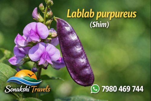 Lablab-purpureus-Shim