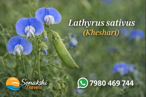Lathyrus-sativus-Kheshari