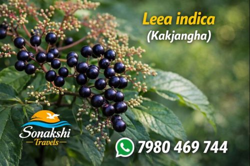Leea-indica-Kakjangha