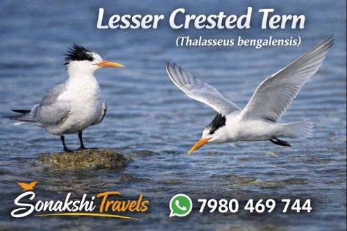Lesser-Crested-Tern-Thalasseus-bengalensis (1)