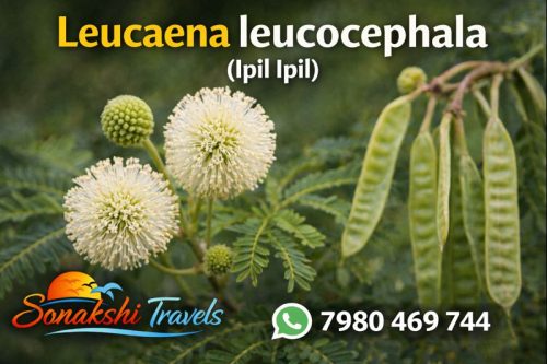 Leucaena-leucocephala-Ipil-Ipil