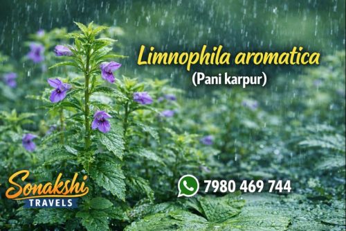 Limnophila-aromatica-Pani-Karpur
