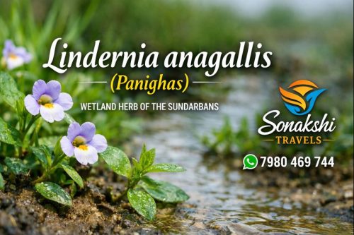 Lindernia-anagallis-Panighas