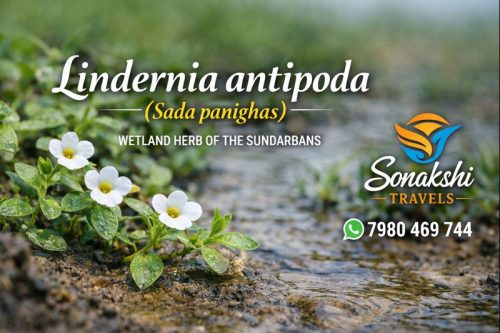 Lindernia-antipoda-Sada-Panighas