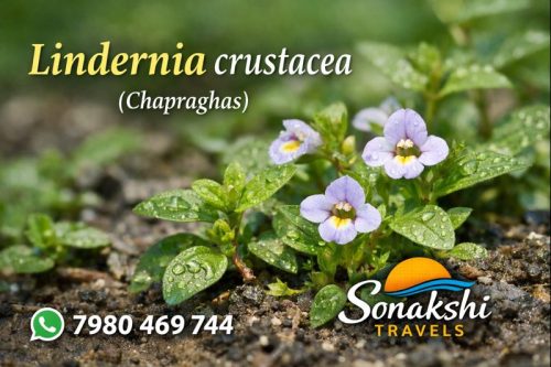 Lindernia-crustacea-Chapraghas