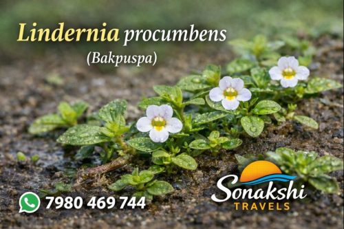 Lindernia-procumbens-Bakpuspa