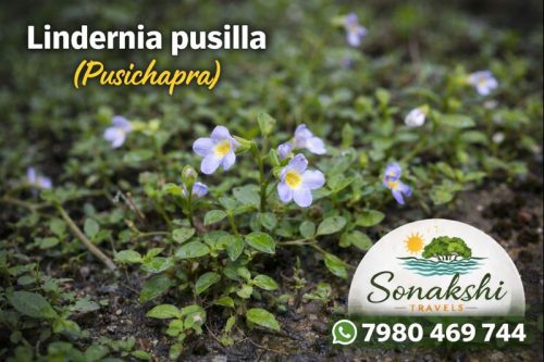 Lindernia-pusilla-Pusichapra
