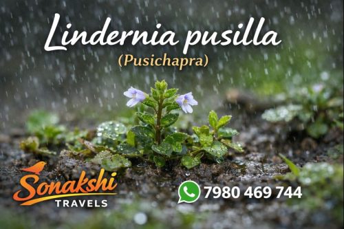 Lindernia-pusilla-Pusichapra (1)