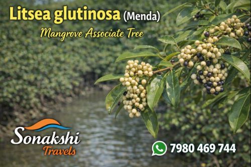 Litsea-glutinosa-Menda