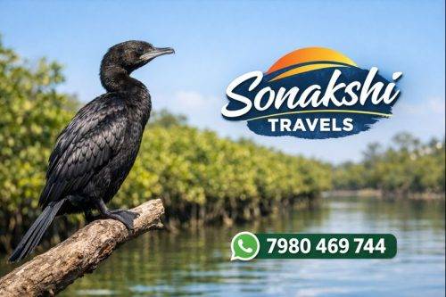 Little-Cormorant-Microcarbo-niger