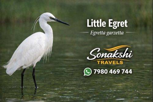 Little-Egret-Egretta-garzetta
