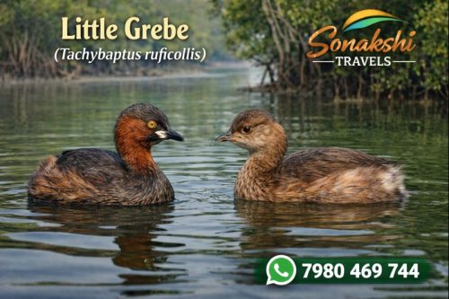 Little-Grebe-Tachybaptus-ruficollis