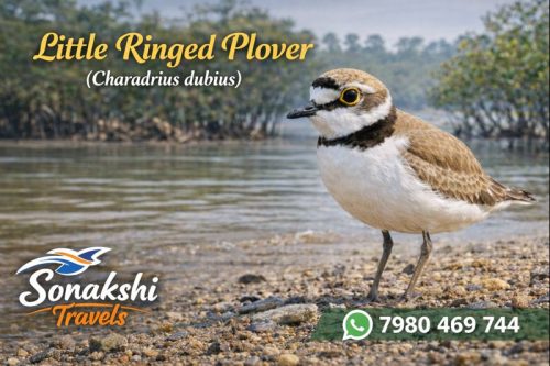 Little-Ringed-Plover-Charadrius-dubius