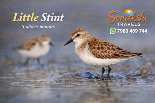Little-Stint-Calidris-minuta