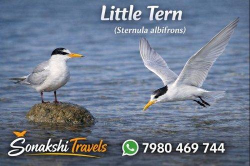 Little-Tern-Sternula-albifrons (1)