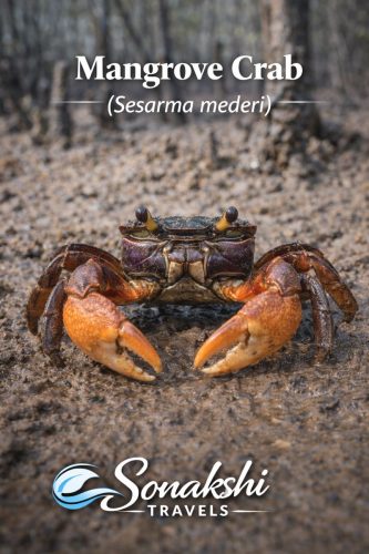 Mangrove-Crab-Sesarma-mederi