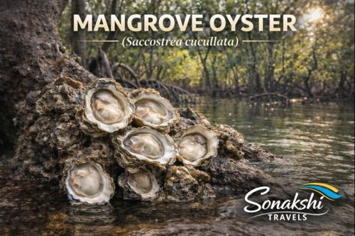 Mangrove-Oyster-Saccostrea-cucullata
