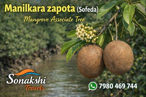 Manilkara-zapota-Sofeda