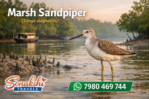 Marsh-Sandpiper-Tringa-stagnatilis (1)