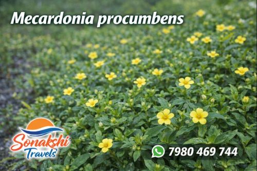 Mecardonia-procumbens