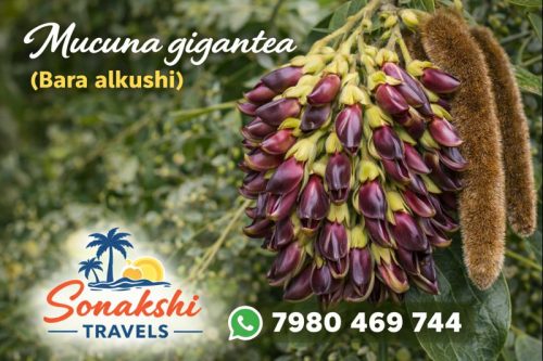 Mucuna-gigantea-Bara-Alkushi