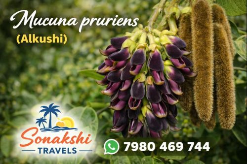 Mucuna-pruriens-Alkushi