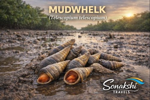 Mudwhelk-Telescopium-telescopium