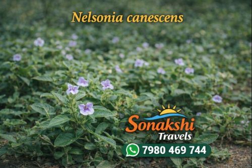 Nelsonia-canescens