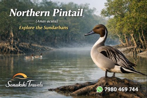 Northern-Pintail-Anas-acuta