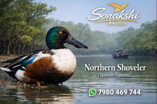 Northern-Shoveler-Spatula-clypeata (1)