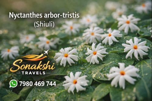 Nyctanthes-arbor-tristis-Shiuli