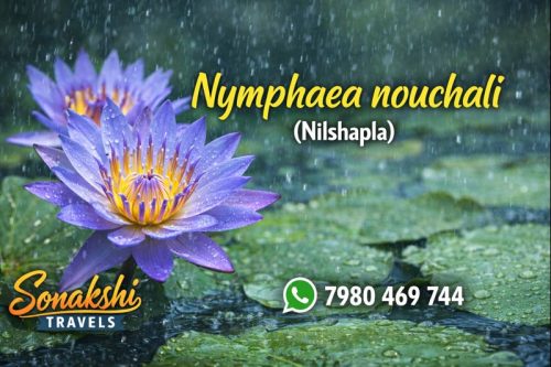 Nymphaea-nouchali-Nilshapla
