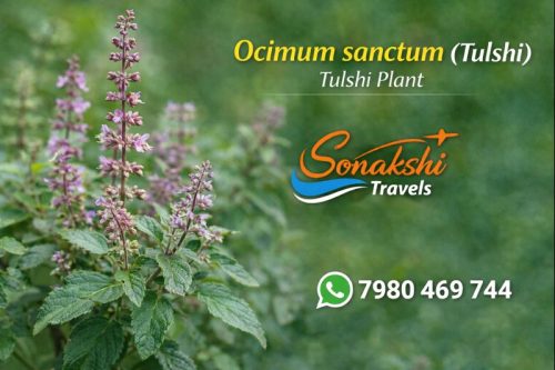 Ocimum-sanctum-Tulshi