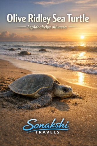 Olive-Ridley-Sea-Turtle-Lepidochelys-olivacea