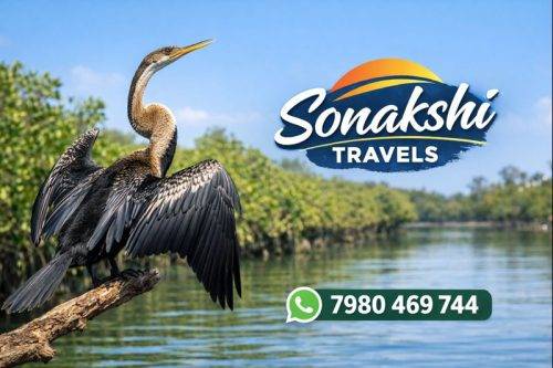 Oriental-Darter-Anhinga-melanogaster
