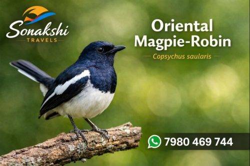 Oriental-Magpie-Robin-Copsychus-saularis